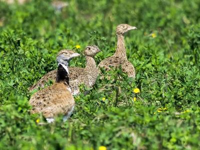 Outarde canepetière Tetrax tetrax (Linnaeus, 1758)