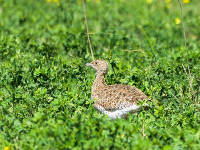 Outarde canepetière Tetrax tetrax (Linnaeus, 1758)