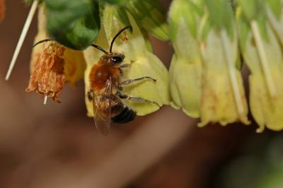  Eucera Scopoli, 1770