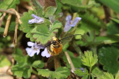  Eucera Scopoli, 1770
