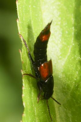  Astrapaeus ulmi (Rossi, 1790)