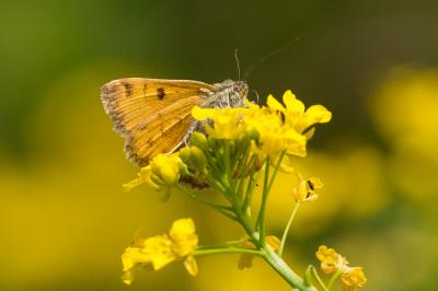 Doublure jaune (La) Euclidia glyphica (Linnaeus, 1758)
