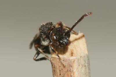  Nomada sheppardana (Kirby, 1802)