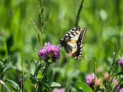 Machaon (Le), Grand Porte-Queue (Le) Papilio machaon Linnaeus, 1758