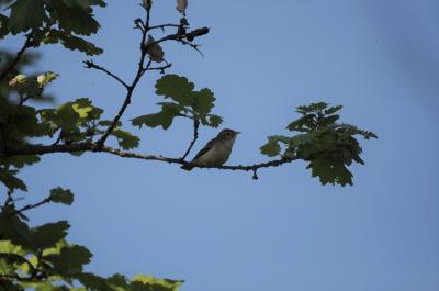 Pouillot de Bonelli Phylloscopus bonelli (Vieillot, 1819)