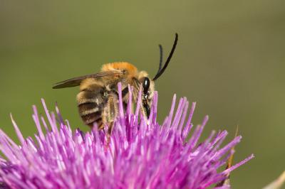  Eucera pannonica Mocsáry, 1878