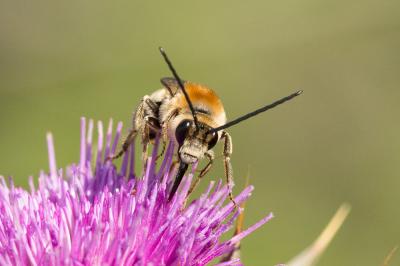 Eucera pannonica Mocsáry, 1878
