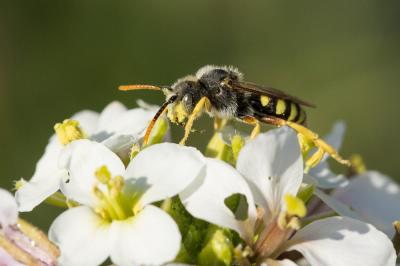  Nomada sexfasciata Panzer, 1799