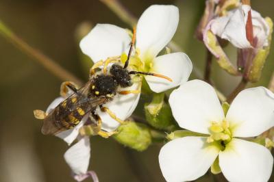  Nomada sexfasciata Panzer, 1799