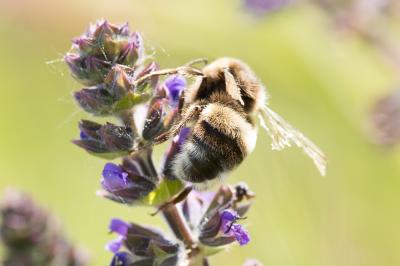 Bourdon terrestre (Le) Bombus terrestris (Linnaeus, 1758)