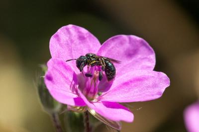Cératine bleutée Ceratina cyanea (Kirby, 1802)