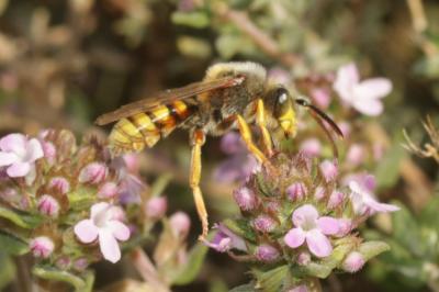  Nomada agrestis Fabricius, 1787