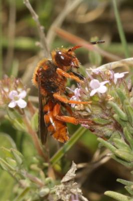  Nomada agrestis Fabricius, 1787