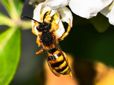  Nomada agrestis Fabricius, 1787