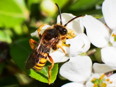  Nomada agrestis Fabricius, 1787