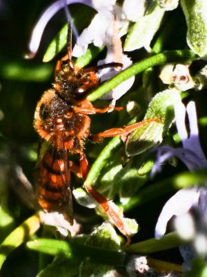  Nomada agrestis Fabricius, 1787