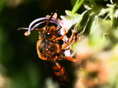  Nomada agrestis Fabricius, 1787