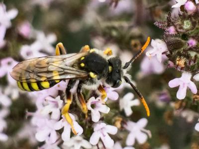  Nomada sexfasciata Panzer, 1799