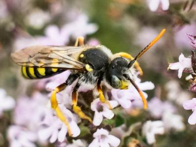  Nomada sexfasciata Panzer, 1799