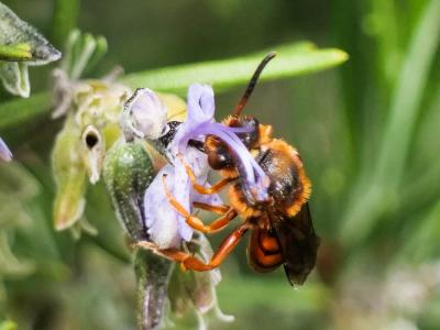  Nomada agrestis Fabricius, 1787
