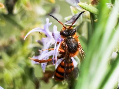  Nomada agrestis Fabricius, 1787