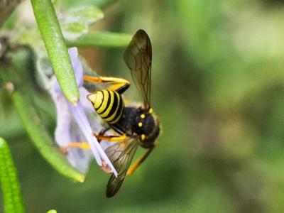  Nomada succincta Panzer, 1798