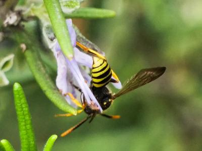  Nomada succincta Panzer, 1798