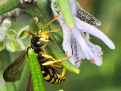  Nomada succincta Panzer, 1798