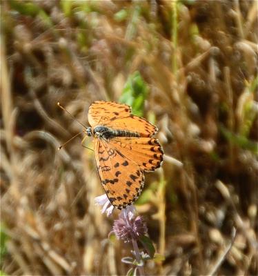Mélitée orangée (La), Damier orangé (Le), Diane (L Melitaea didyma (Esper, 1778)