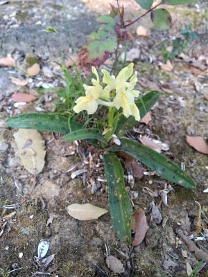 Orchis de Provence Orchis provincialis Balb. ex DC., 1806