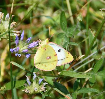 Fluoré (Le) Colias alfacariensis Ribbe, 1905