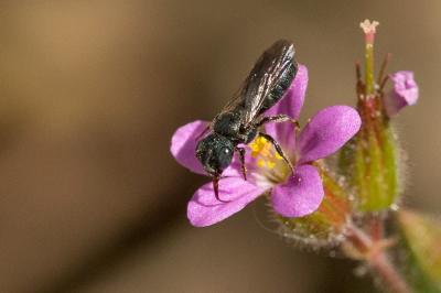 Cératine bleutée Ceratina cyanea (Kirby, 1802)