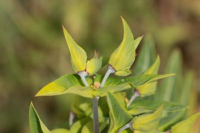 Euphorbe épurge, Euphorbe des jardins Euphorbia lathyris L., 1753