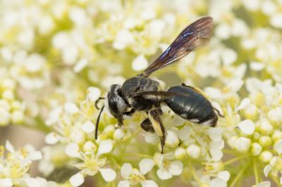  Andrena asperrima Pérez, 1895
