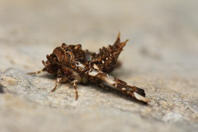 Noctuelle adulatrice (La) Eutelia adulatrix (Hübner, 1813)