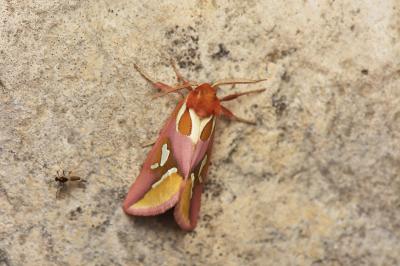 Timie-Perle (La) Axia margarita (Hübner, 1813)