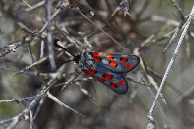 Zygène de l'Esparcette (La), Zygène de la Dorycnie Zygaena rhadamanthus (Esper, 1789)