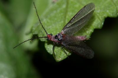  Palaeococcus fuscipennis (Burmeister, 1839)
