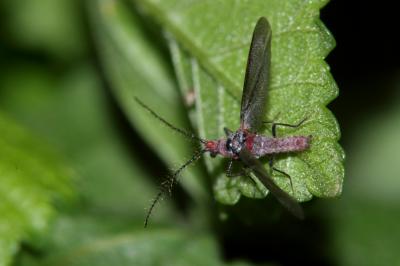  Palaeococcus fuscipennis (Burmeister, 1839)