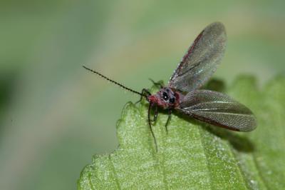  Palaeococcus fuscipennis (Burmeister, 1839)