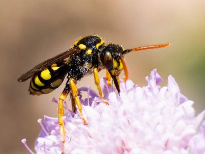  Nomada nobilis Herrich-Schäffer, 1839