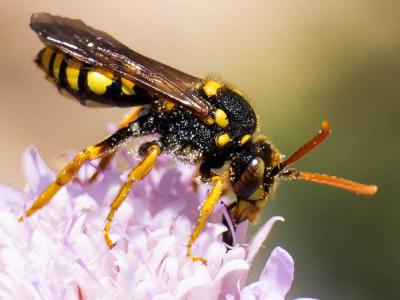  Nomada nobilis Herrich-Schäffer, 1839