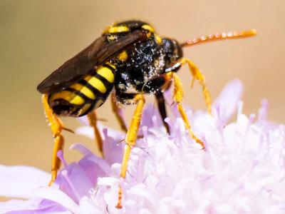  Nomada nobilis Herrich-Schäffer, 1839