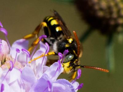  Nomada nobilis Herrich-Schäffer, 1839