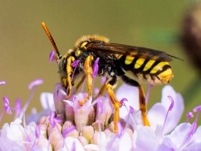  Nomada nobilis Herrich-Schäffer, 1839