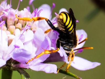  Nomada nobilis Herrich-Schäffer, 1839