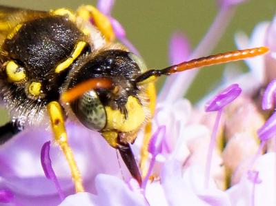  Nomada nobilis Herrich-Schäffer, 1839