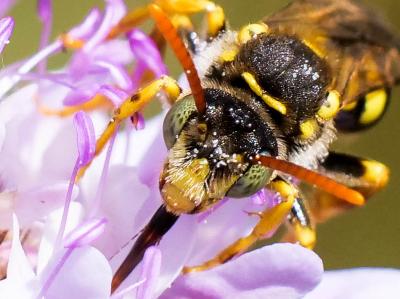  Nomada nobilis Herrich-Schäffer, 1839