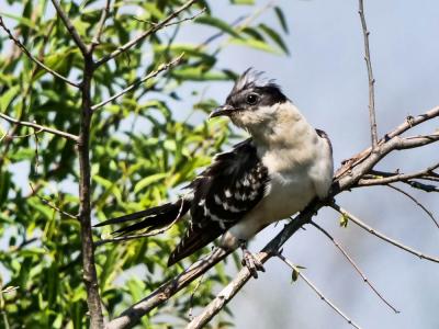 Coucou geai Clamator glandarius (Linnaeus, 1758)