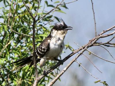 Coucou geai Clamator glandarius (Linnaeus, 1758)